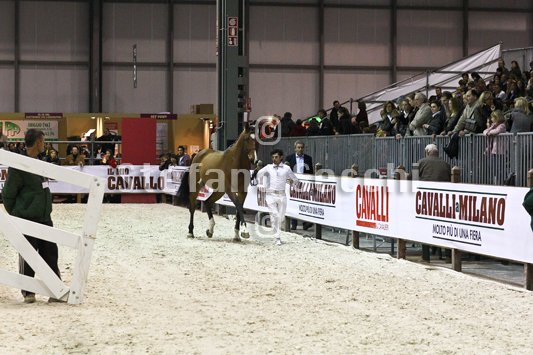 NADA BRAUN_MILANO_2010_SS3_1530.jpg